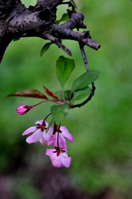 樱花3 摄影 池之以恒