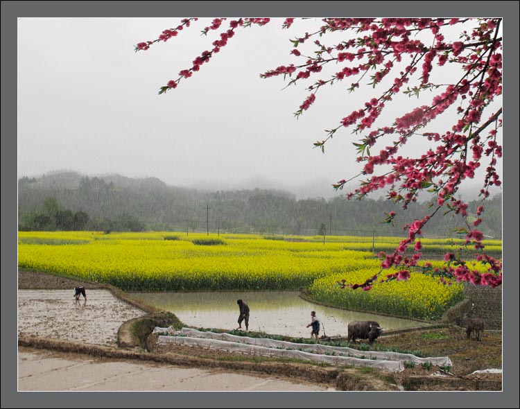 春雨润故乡 摄影 川东行者