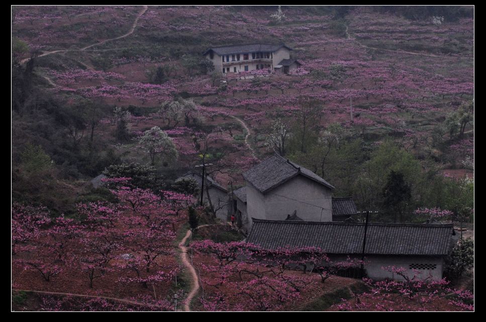 【桃花源记】 摄影 夜雨秋池