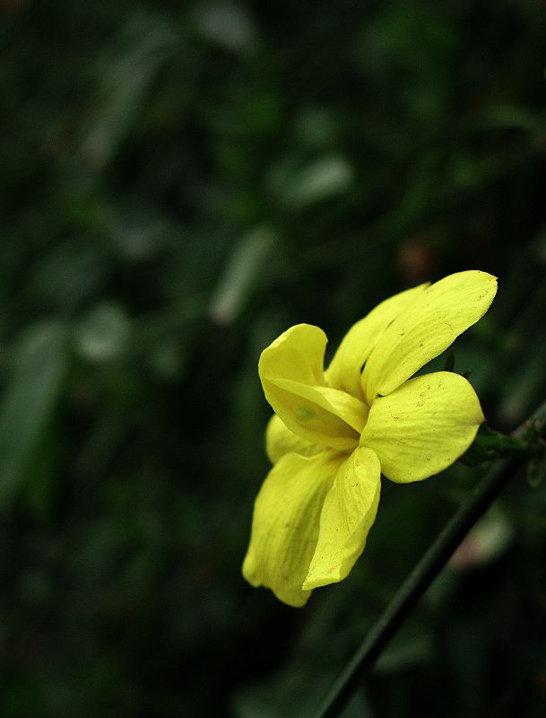 迎春花 摄影 毛毛虫的眼泪