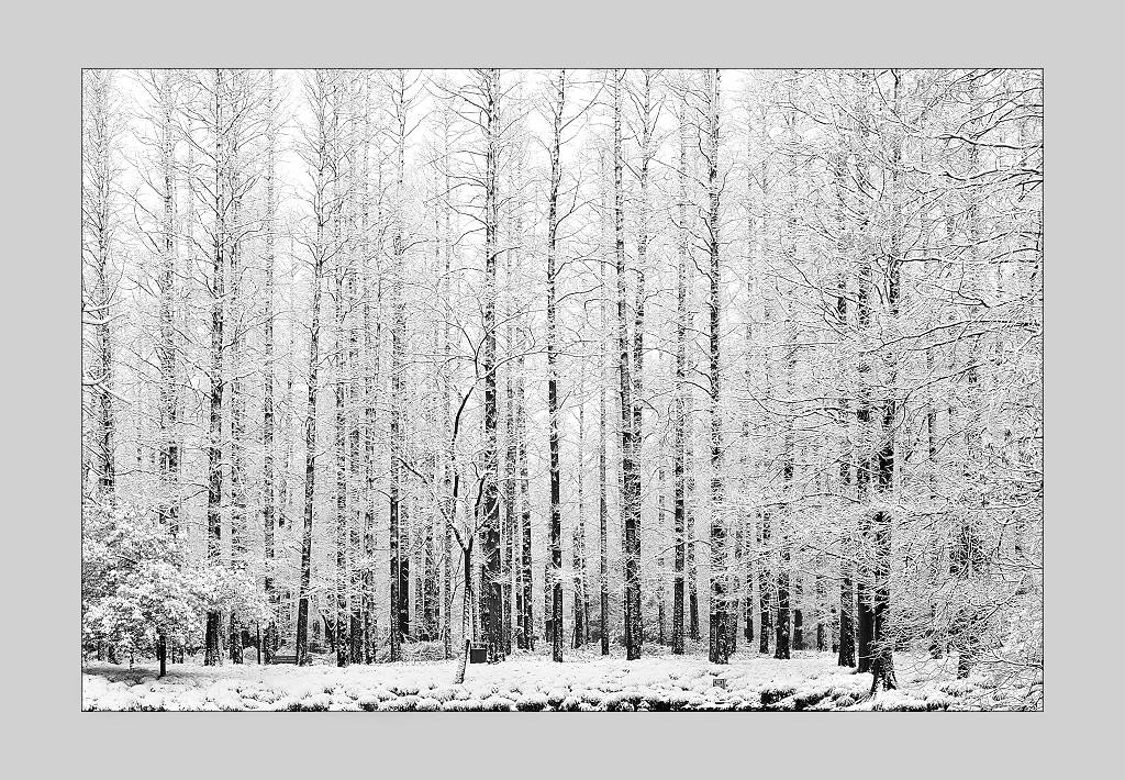 江南雪-1 摄影 西湖钓神