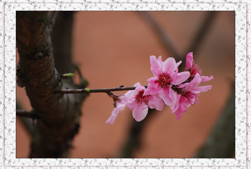 桃花``````````` 摄影 仙人树