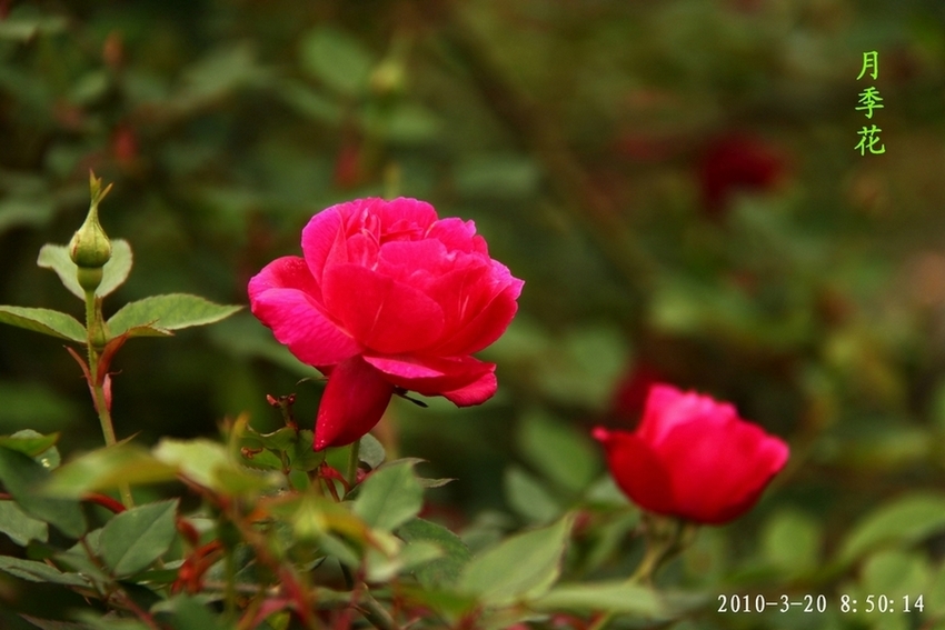 月季花 摄影 我的初作