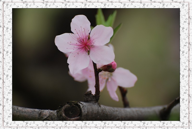 桃花 摄影 仙人树