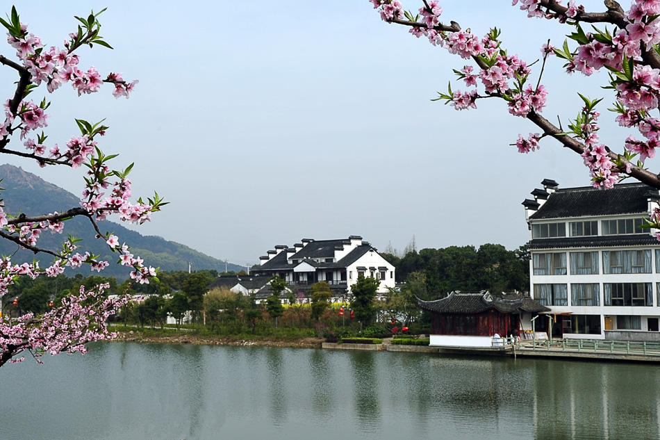 阳山桃花节 摄影 zw114