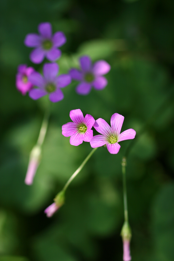 花花草草 摄影 那人