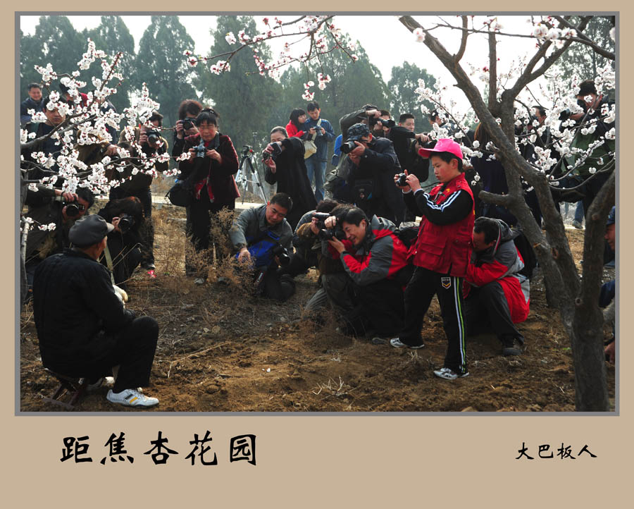 距焦杏花园 摄影 大巴板人