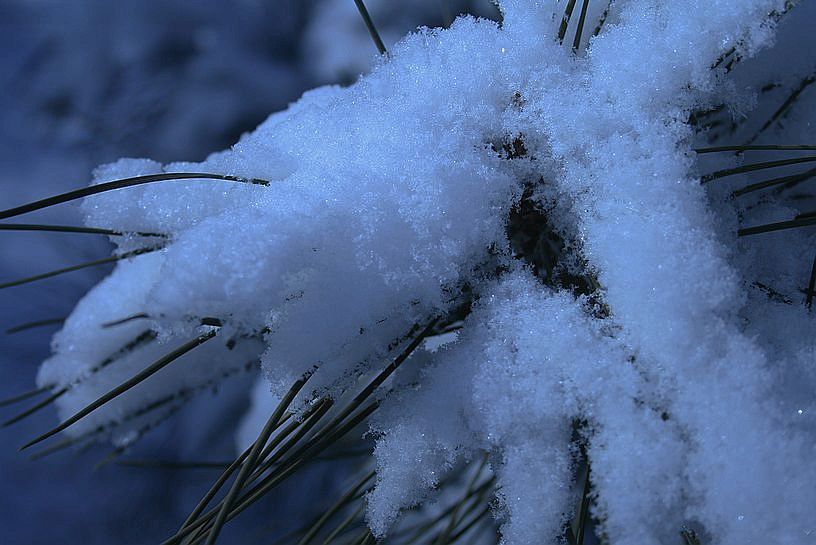 雪绒花 摄影 月儿湾湾