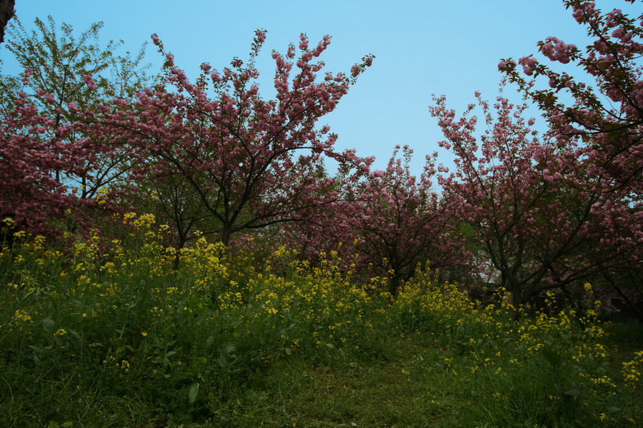 樱花时节 摄影 embcm