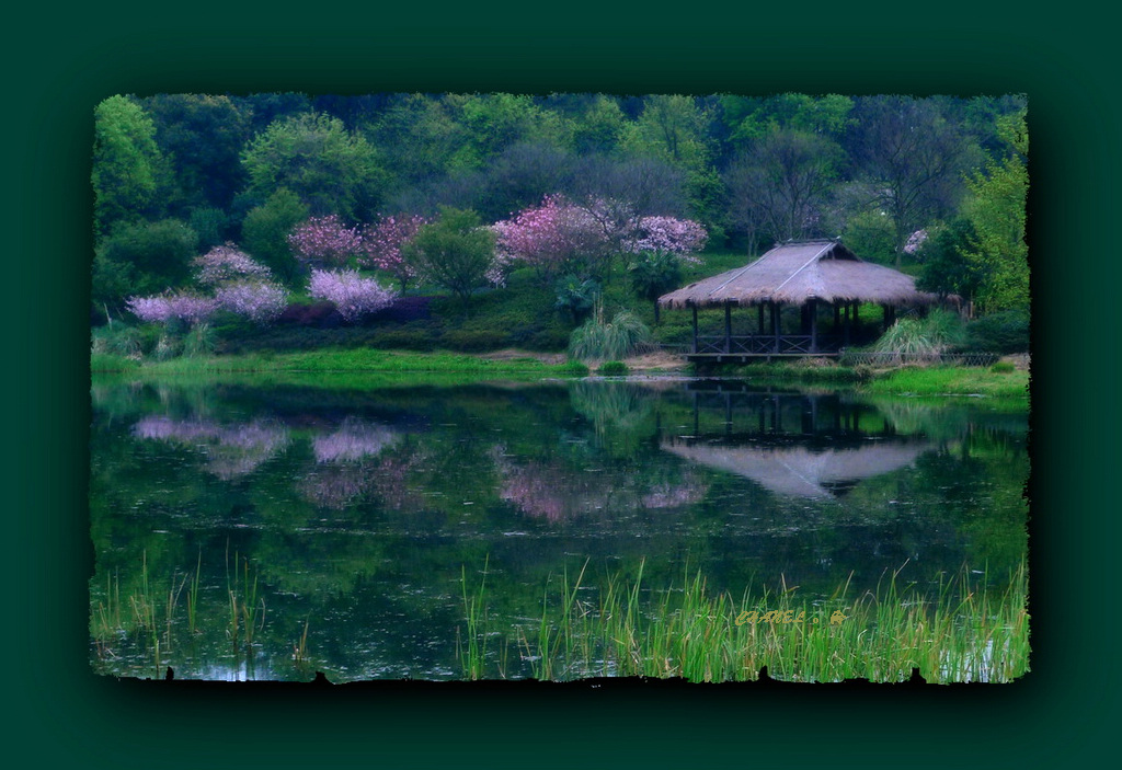 草屋秀樱花~ 摄影 香奈儿西泠