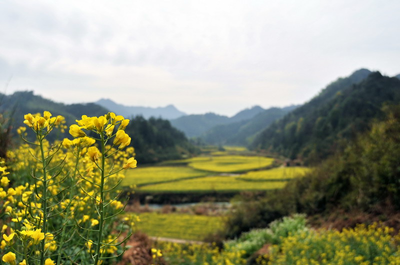 油菜花 摄影 江南公爵