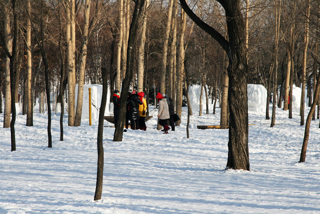 林中雪趣 摄影 秋水孤鹜