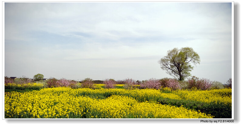 菜花 摄影 ssjhlhome