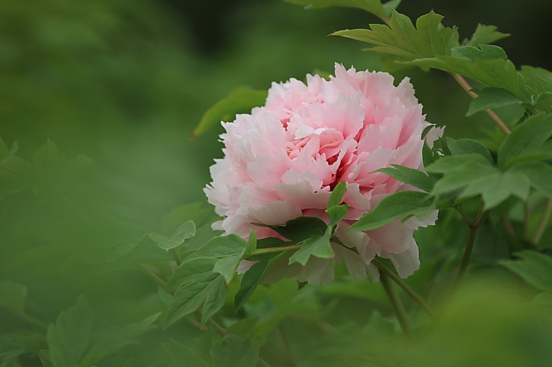 牡丹飘香 摄影 洛神