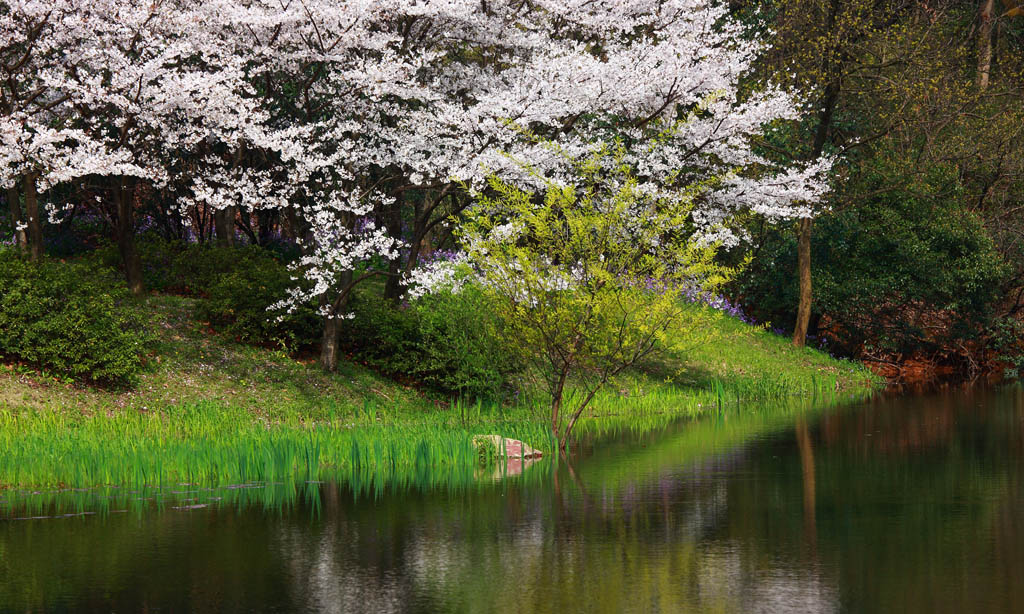 鼋头渚小景 摄影 麦克