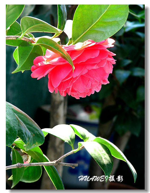 茶花 摄影 HUAWEI