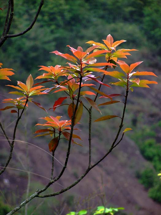 新叶 摄影 红岩上