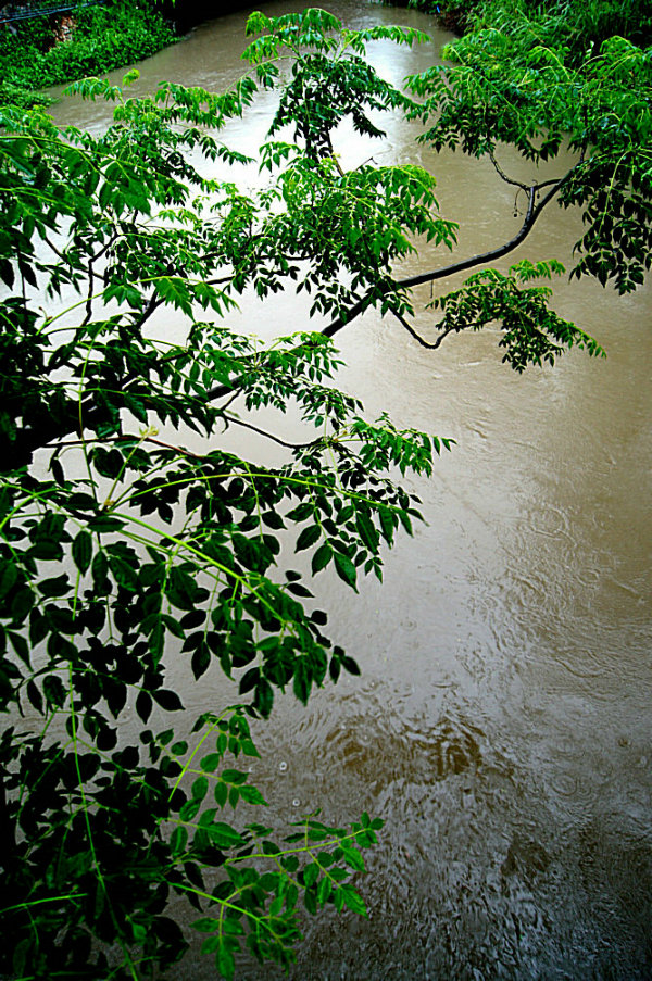 青色沐雨 摄影 小中