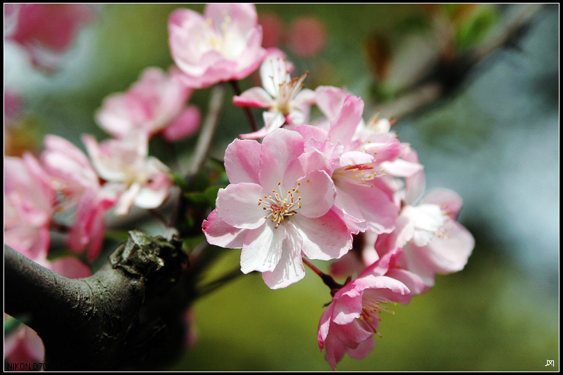 樱花还是桃花？ 摄影 王冈