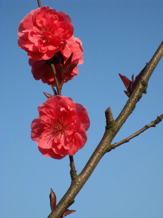 桃花争艳 摄影 驰骋宏宇