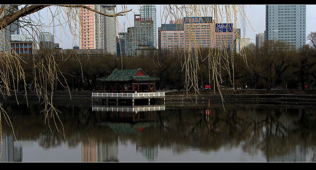 沈阳南湖，静静地等待新绿 摄影 走马观花