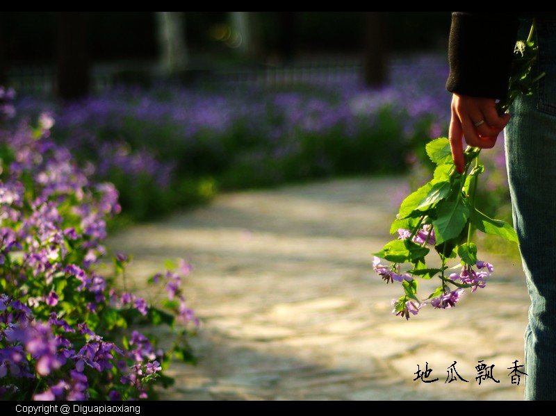 二月兰花开 摄影 地瓜飘香