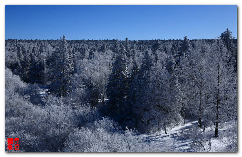 雪域王国 摄影 岳桦