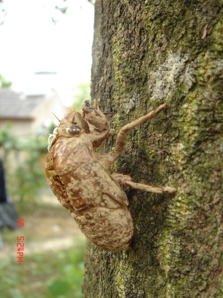 蝉衣 摄影 小小竹