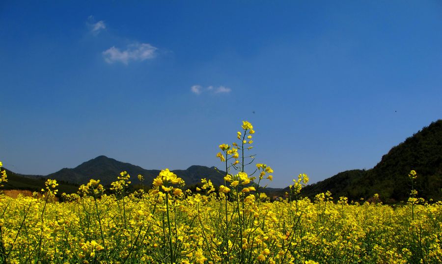 青山菜花 摄影 文一哥