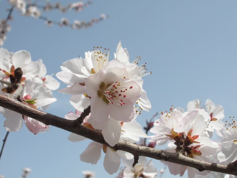 春花烂漫时 摄影 兰加黑