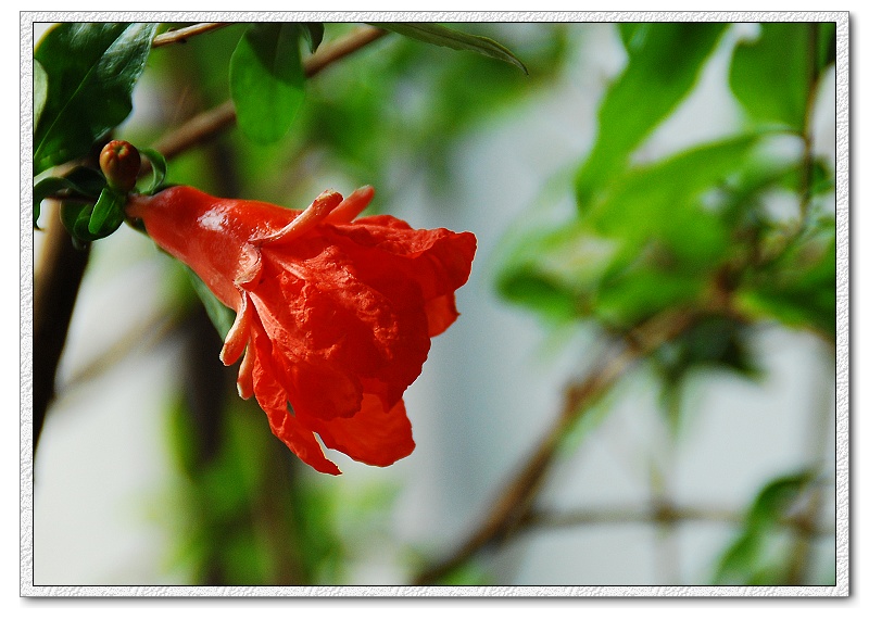 石榴花开红似火 摄影 幸福时光D