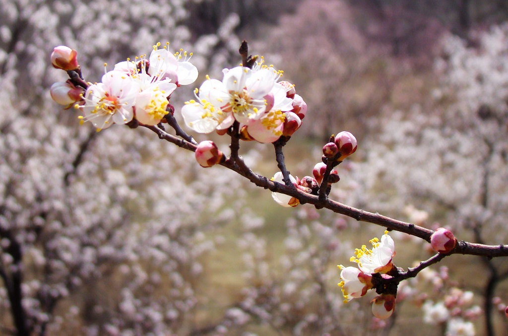 杏花 摄影 沧桑浪子