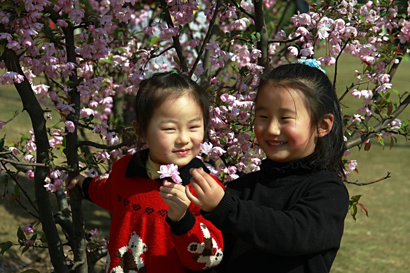 花朵 摄影 老树新芽