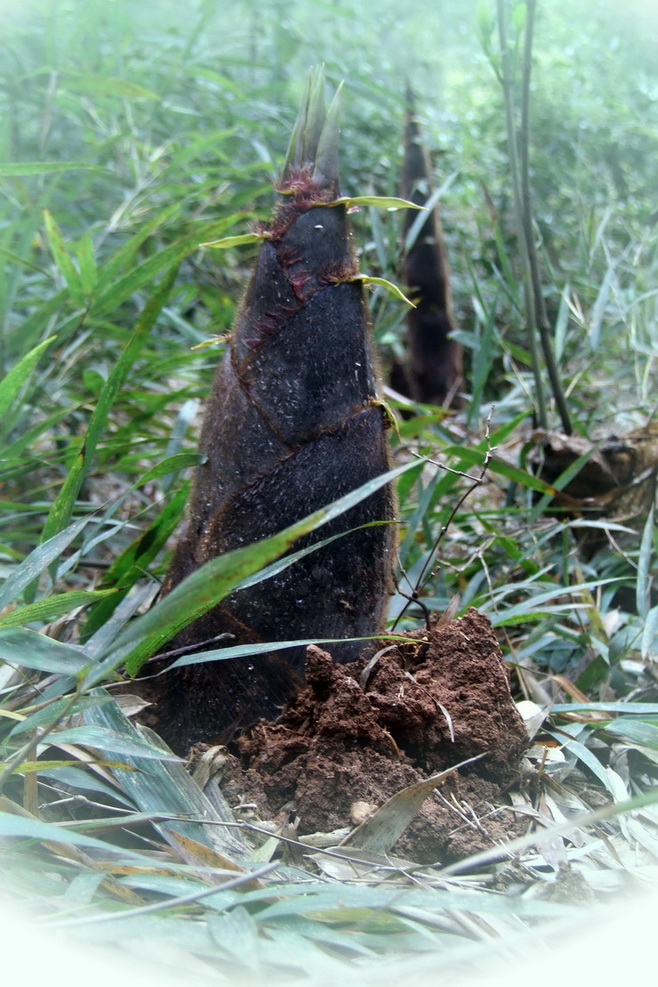 雨后春笋 摄影 lichengjun