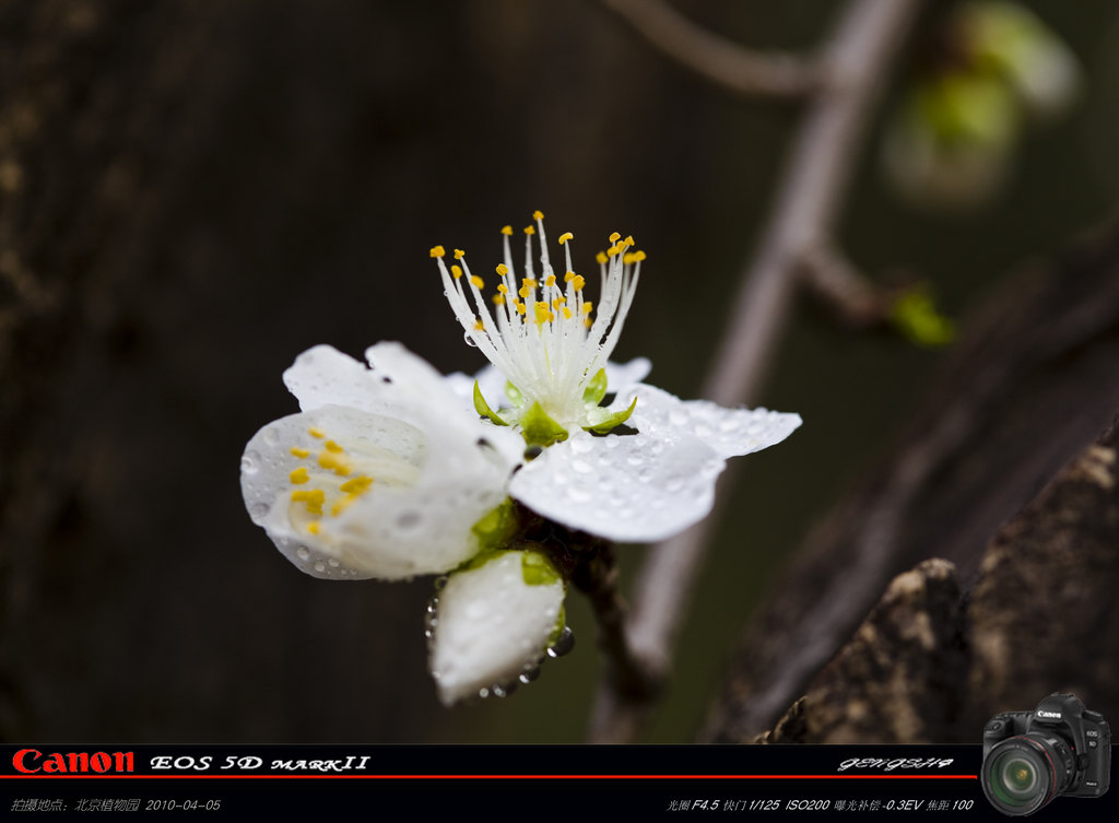 迟到的桃花 摄影 耕石