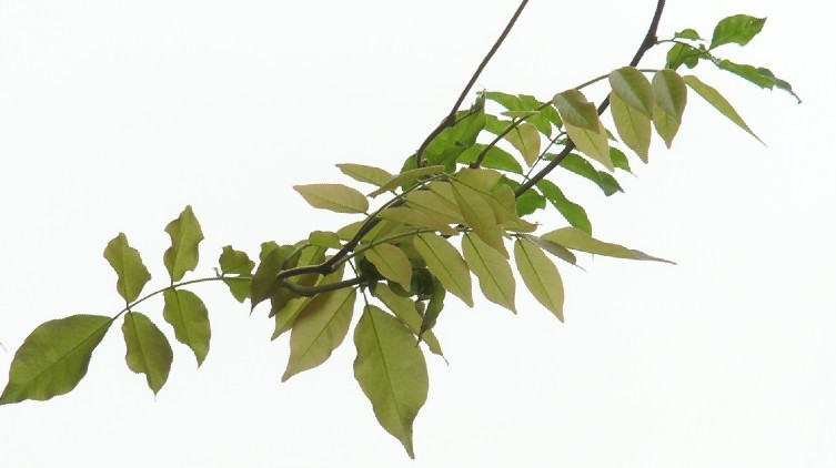 春芽 摄影 雨竹清风