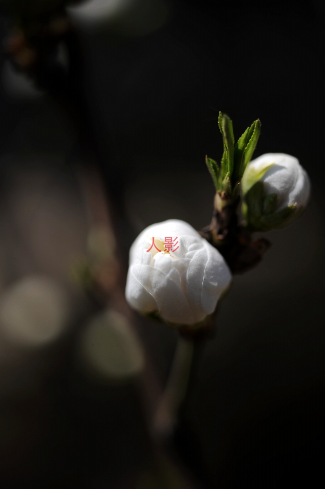 花 摄影 人影