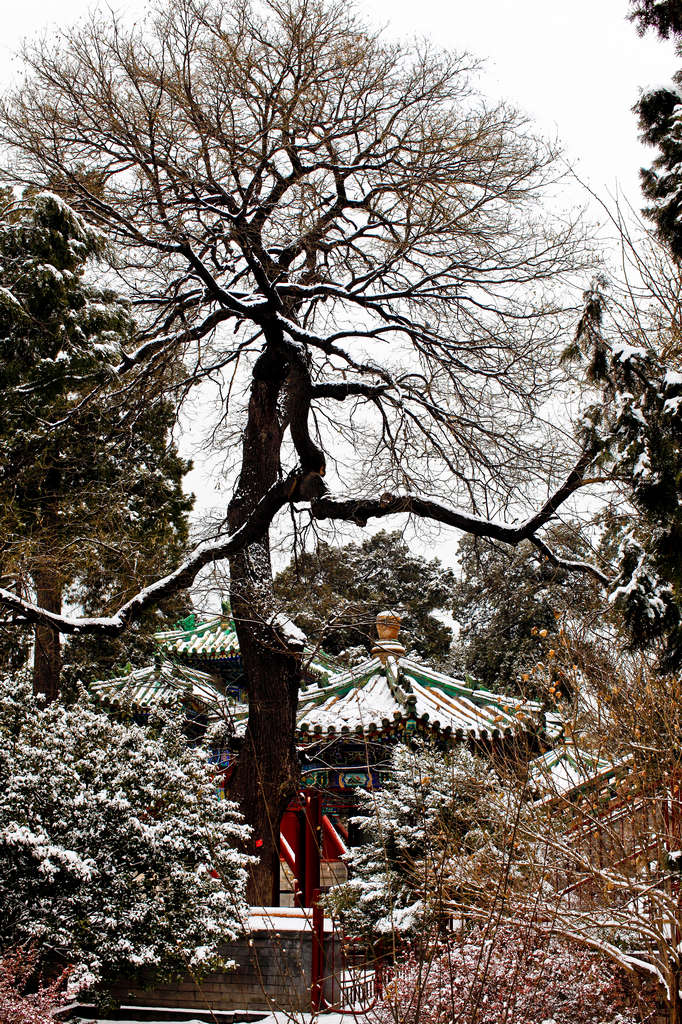 雪后的北海公园琼岛3 摄影 楚天舒