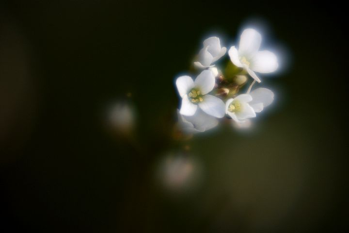 野花 摄影 diaoweng