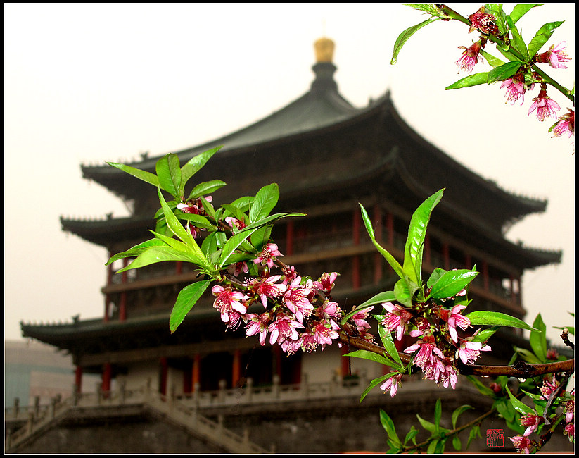 迎客花开 -  春漫古城 摄影 zhangxunyong