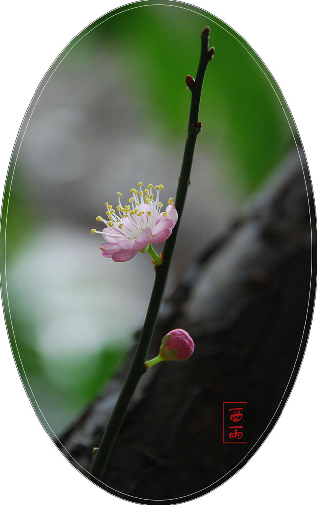 一朵芬芳 摄影 东边日出