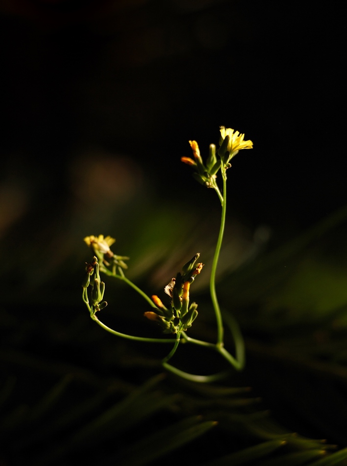 角落之花（2） 摄影 景韵霞光