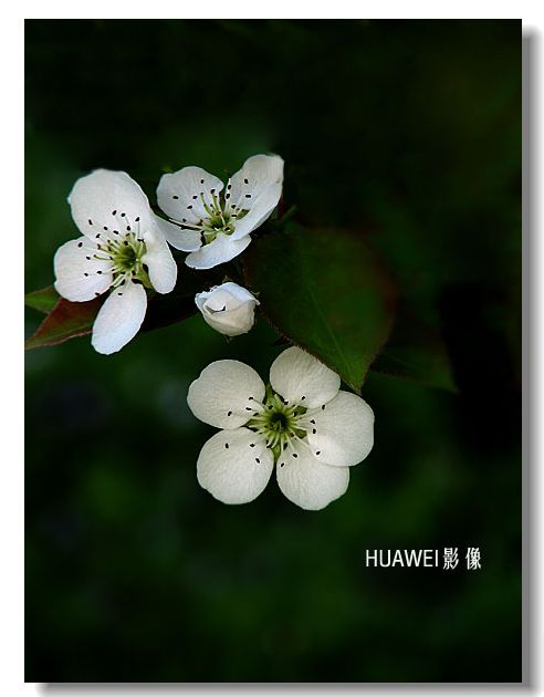 梨花 摄影 HUAWEI