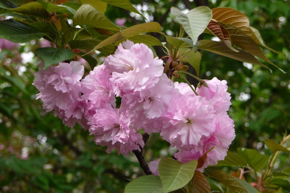 樱花 摄影 无心柳有心花