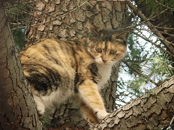 猫 摄影 掷地有声