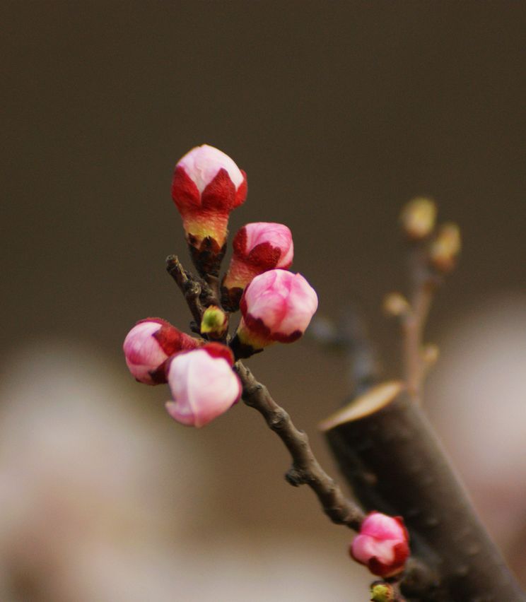 杏花 摄影 二月龙