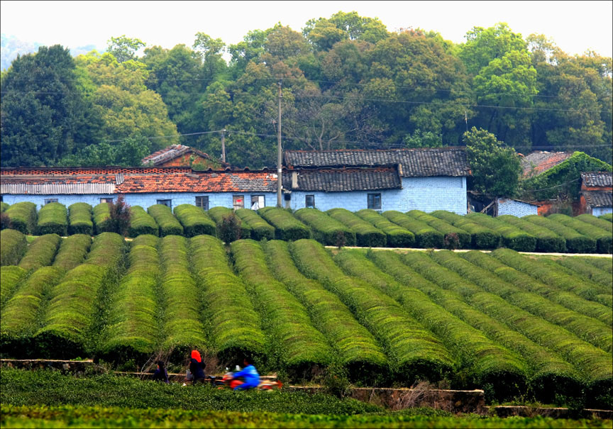 乡村小景 摄影 一杯绿茶