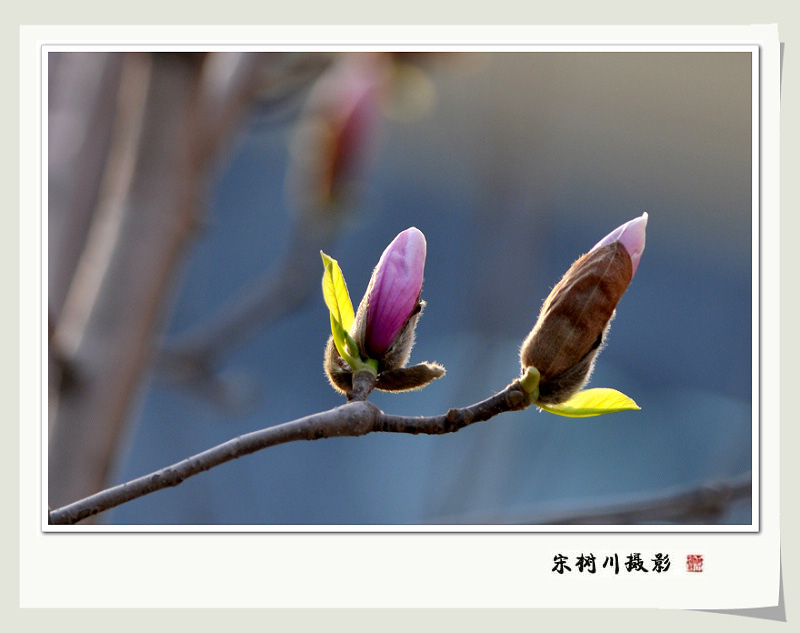 好花绿叶配 摄影 宋树川