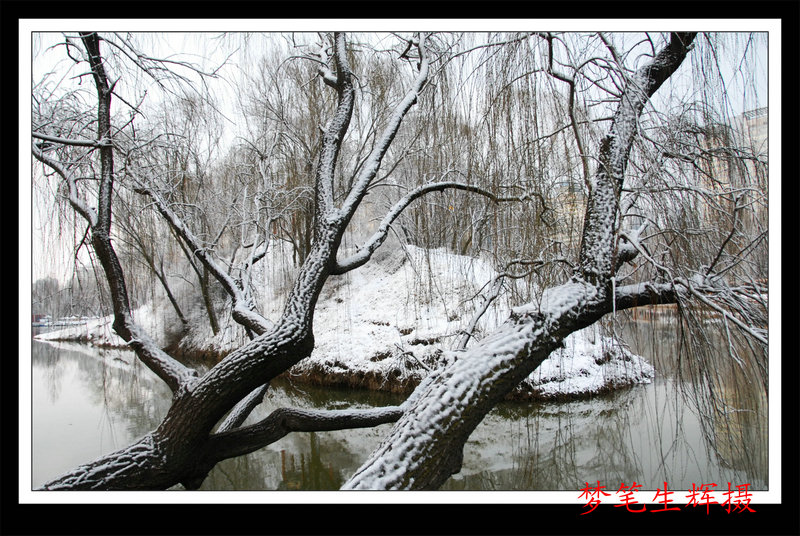 春雪 摄影 梦笔生辉