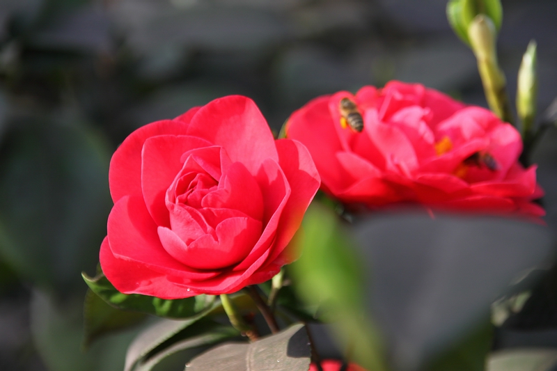 山茶花 摄影 闲来寻花